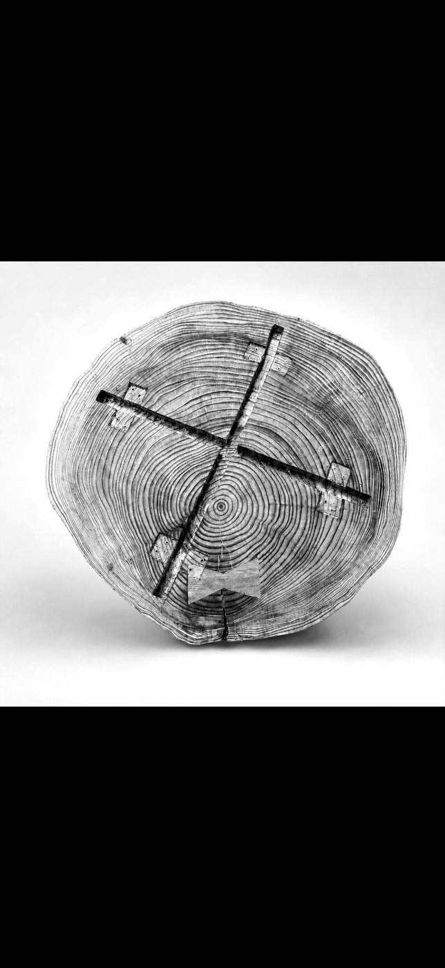 Growth-ring cross-section with the cruciform mark